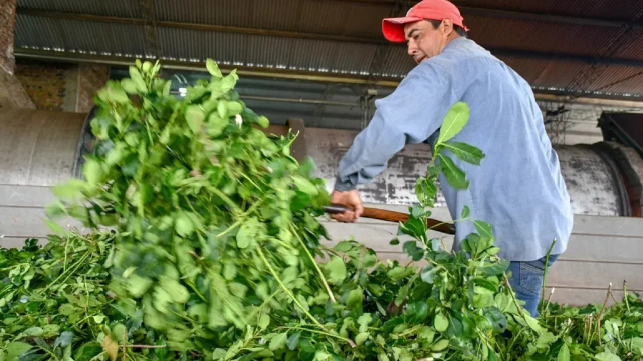 La venta de yerba mate alcanzó los 24,5 millones de kilos en enero