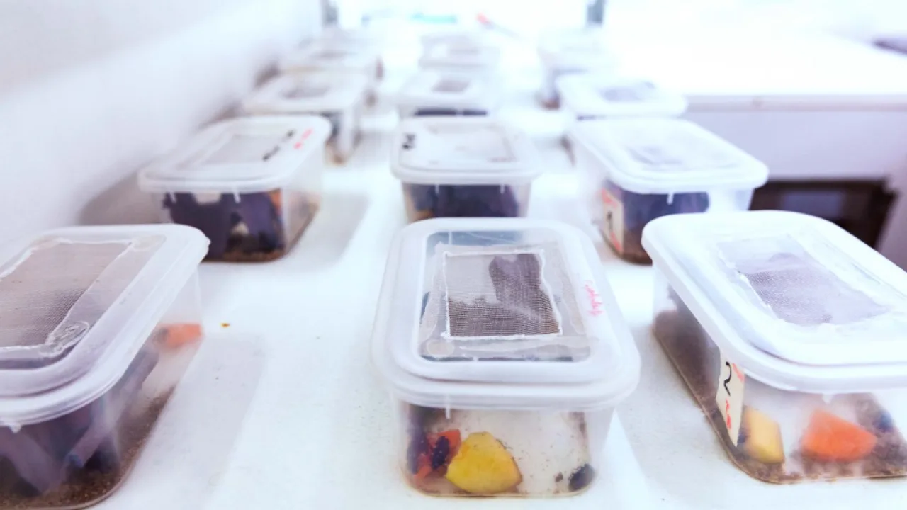 Bioterio, el laboratorio de la Biofábrica para el control de plagas