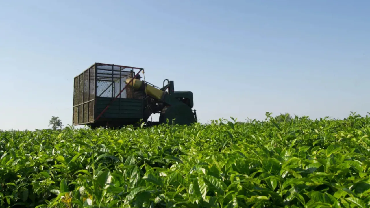 Yerba mate, Renzo Klimiuk advierte sobre la desregulación y resalta el rol de Misiones en sostener a los productores