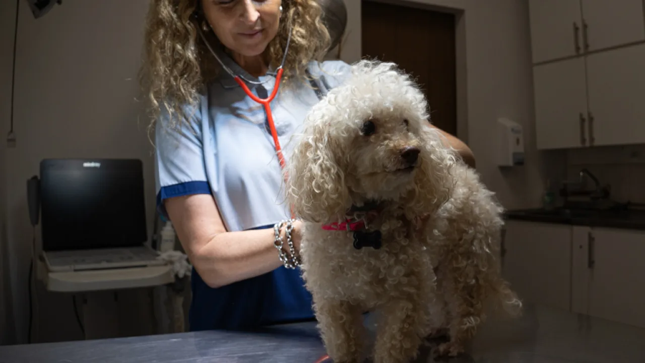 Puerto Iguazú recibirá al CIVI 2025, el congreso veterinario más grande de la región