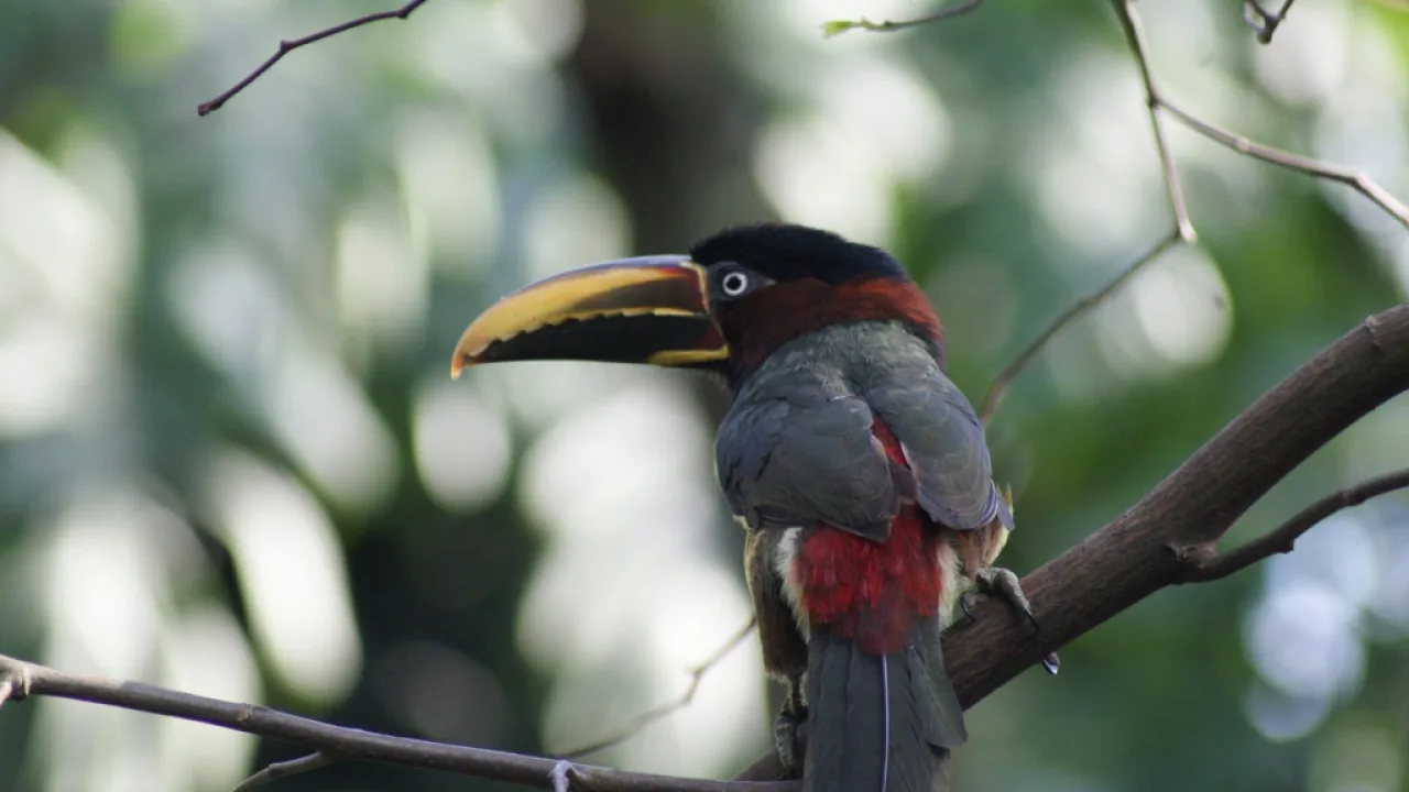 Paseo Guiado para "Escuchar el Canto del Monte" en el Día Mundial de la Observación de Aves