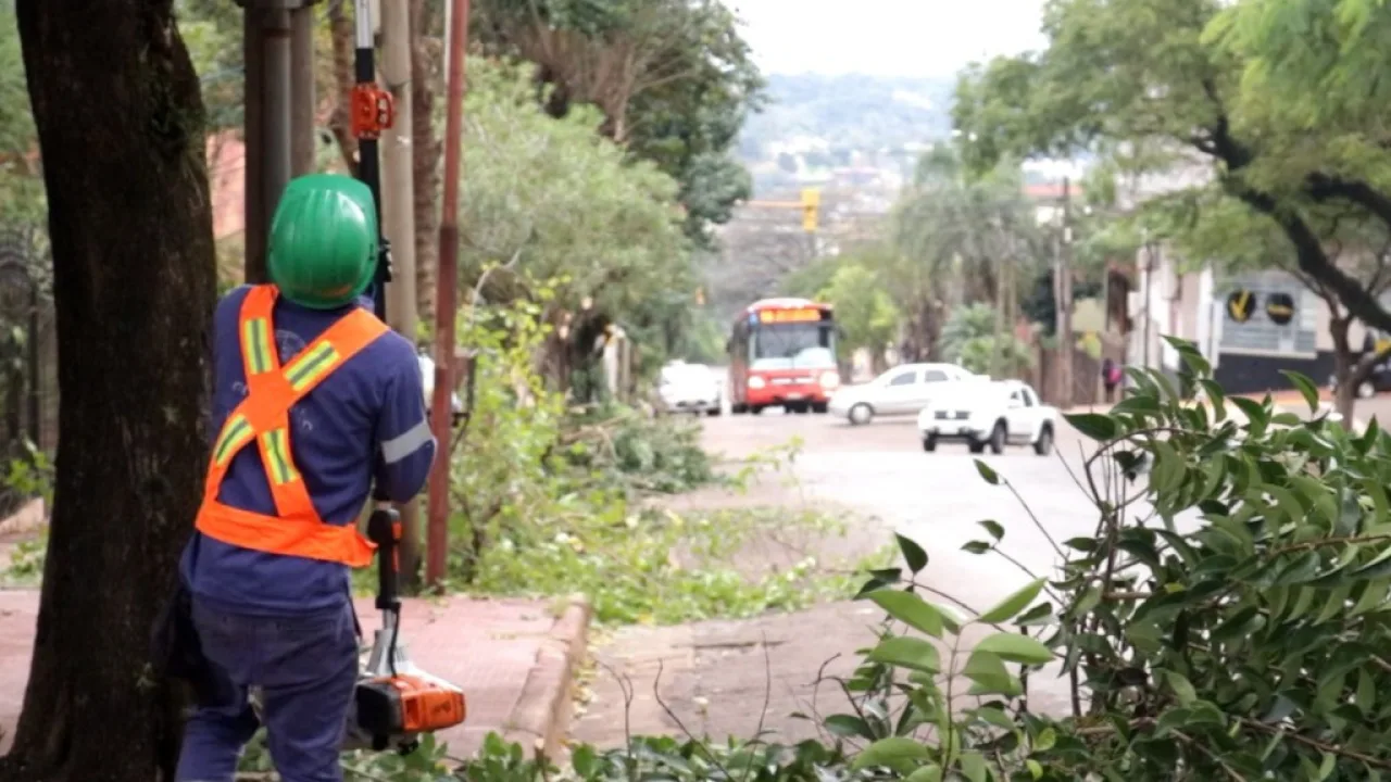 Mañana martes comienza las podas preventivas en árboles del microcentro de Oberá