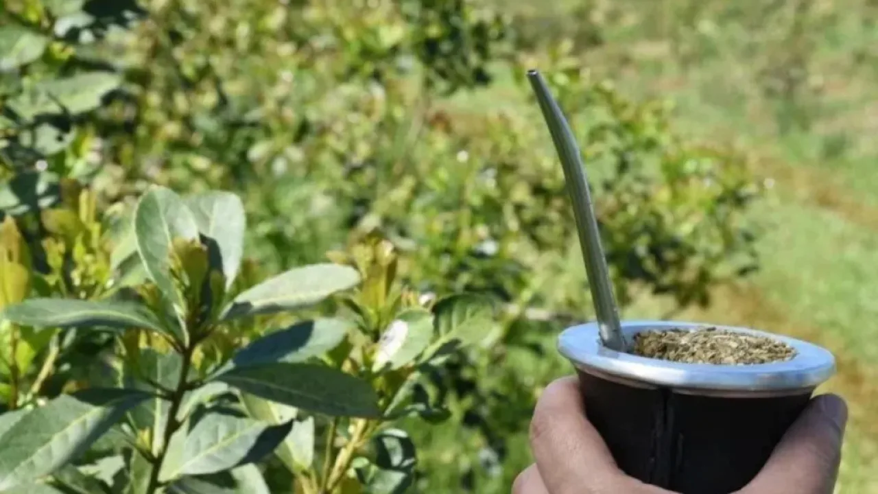Tras la desregulación nacional, el precio de la yerba en góndola se disparó y el poder adquisitivo se desplomó