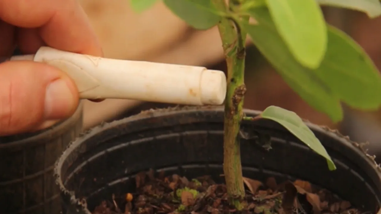 La clonación por injerto promete mejorar el cultivo de yerba mate