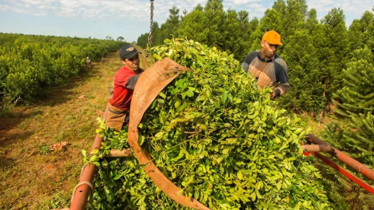 Yerbateros suspenden la zafra de verano en rechazo a la desregulación de Milei