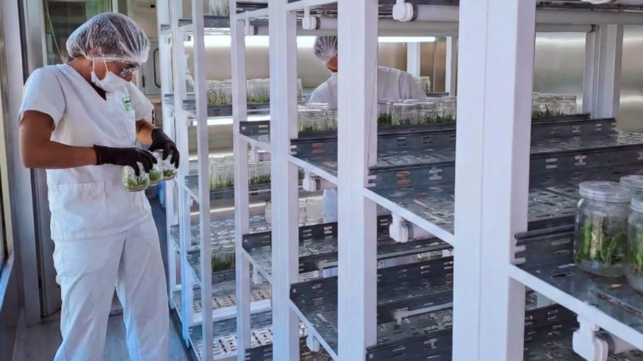 Biofábrica Misiones instalará un Phytolab para producir kiwi