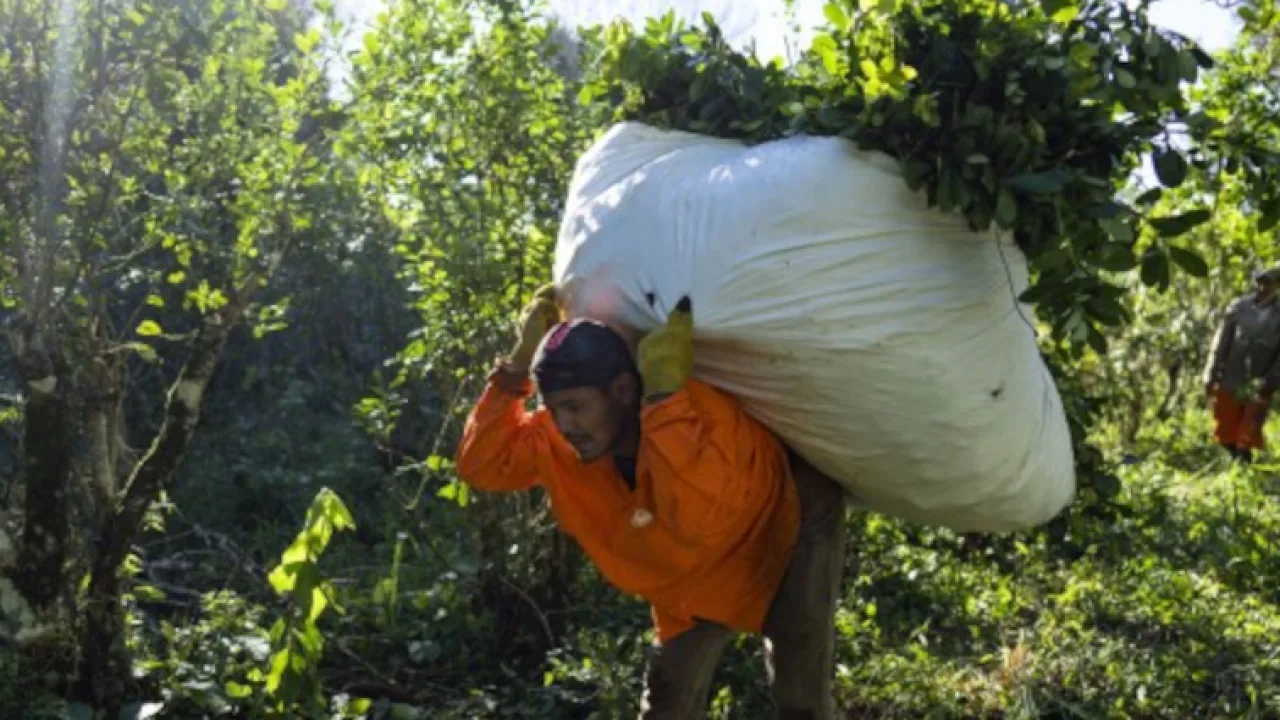Todo listo para la 47ª Fiesta Nacional de la Yerba Mate en Apóstoles, lo que tenés que saber