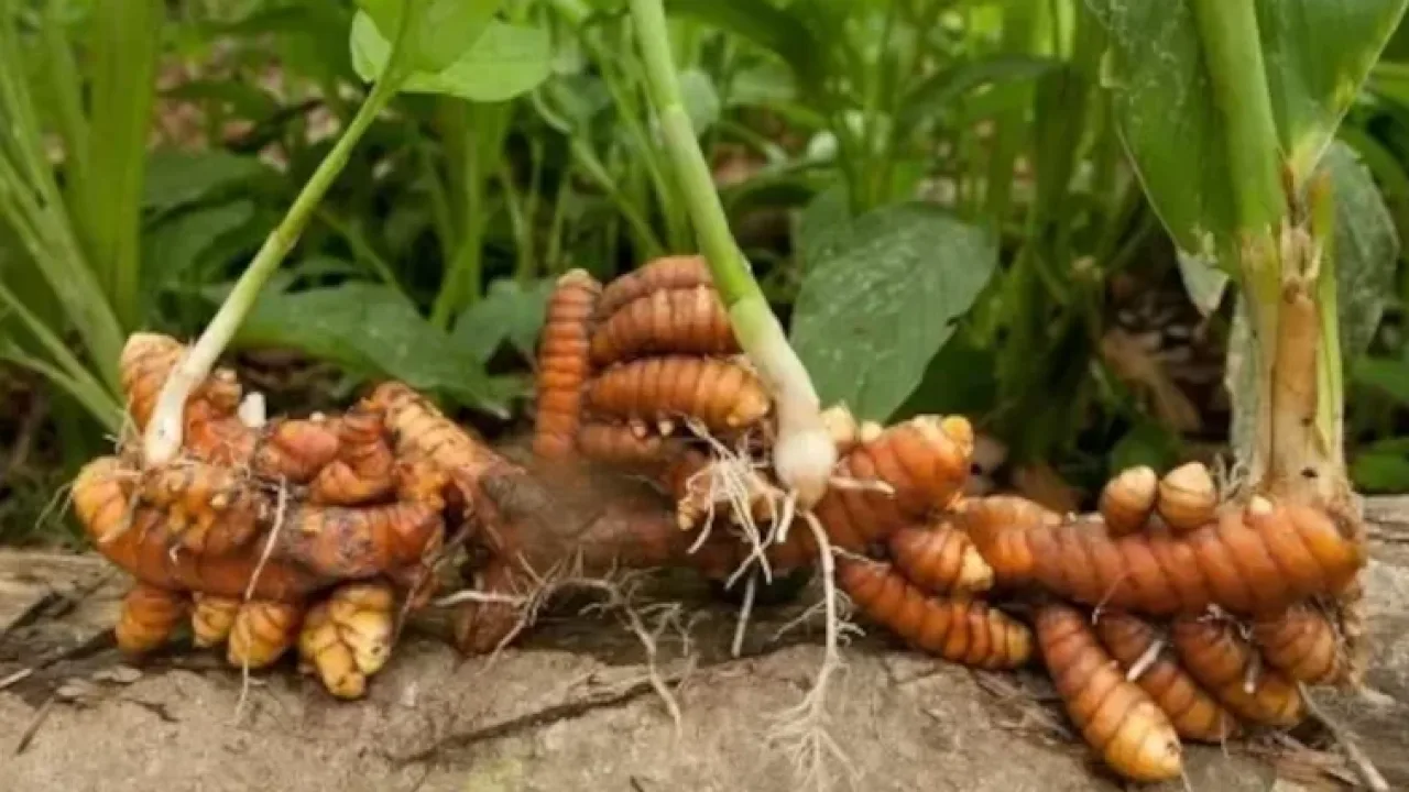 Soberanía de semillas, Misiones potencia el jengibre y la cúrcuma como motores de la diversificación agrícola