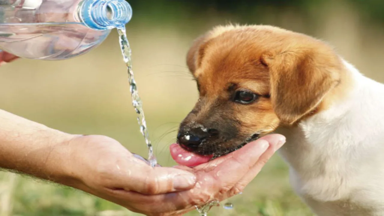 Proponen recomendaciones para proteger a las mascotas del calor
