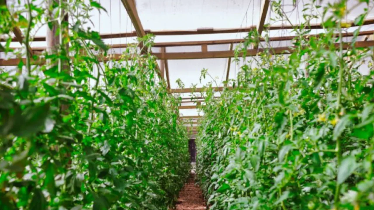 Con foco en hortalizas, frutas y medicinales, Misiones impulsa una estrategia integral para seguir ampliando su matriz productiva