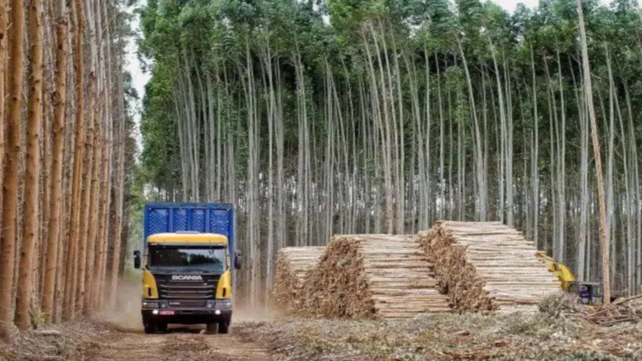 El gobernador de Corrientes se refirió a la crisis forestal “Hay preocupación porque empieza a colapsar el sector”