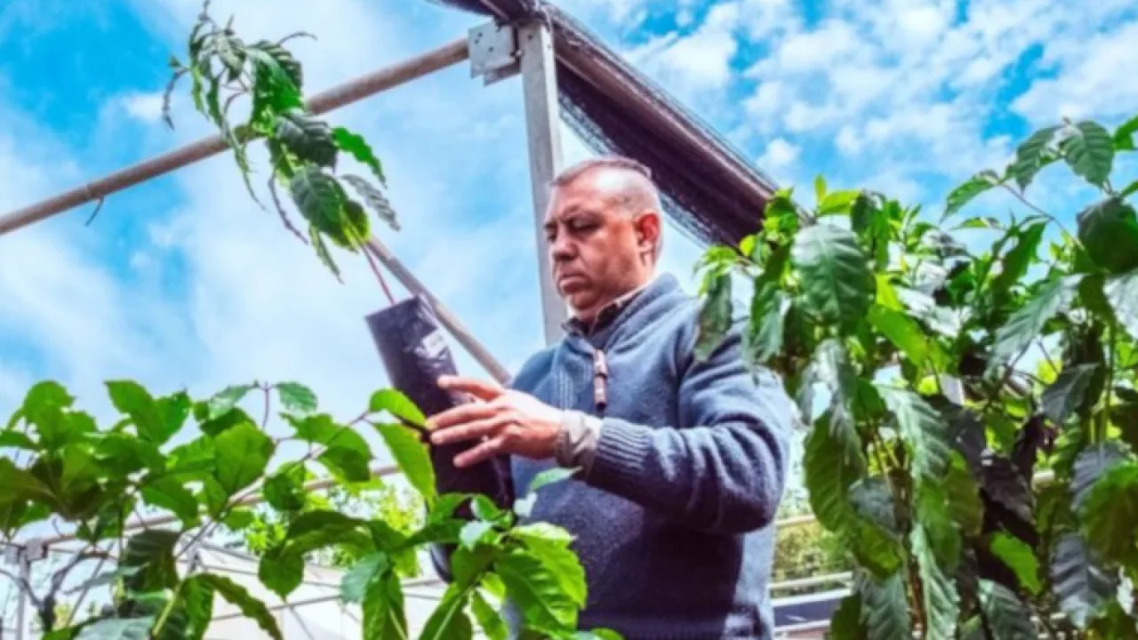 La Provincia explora el café como una nueva alternativa productiva