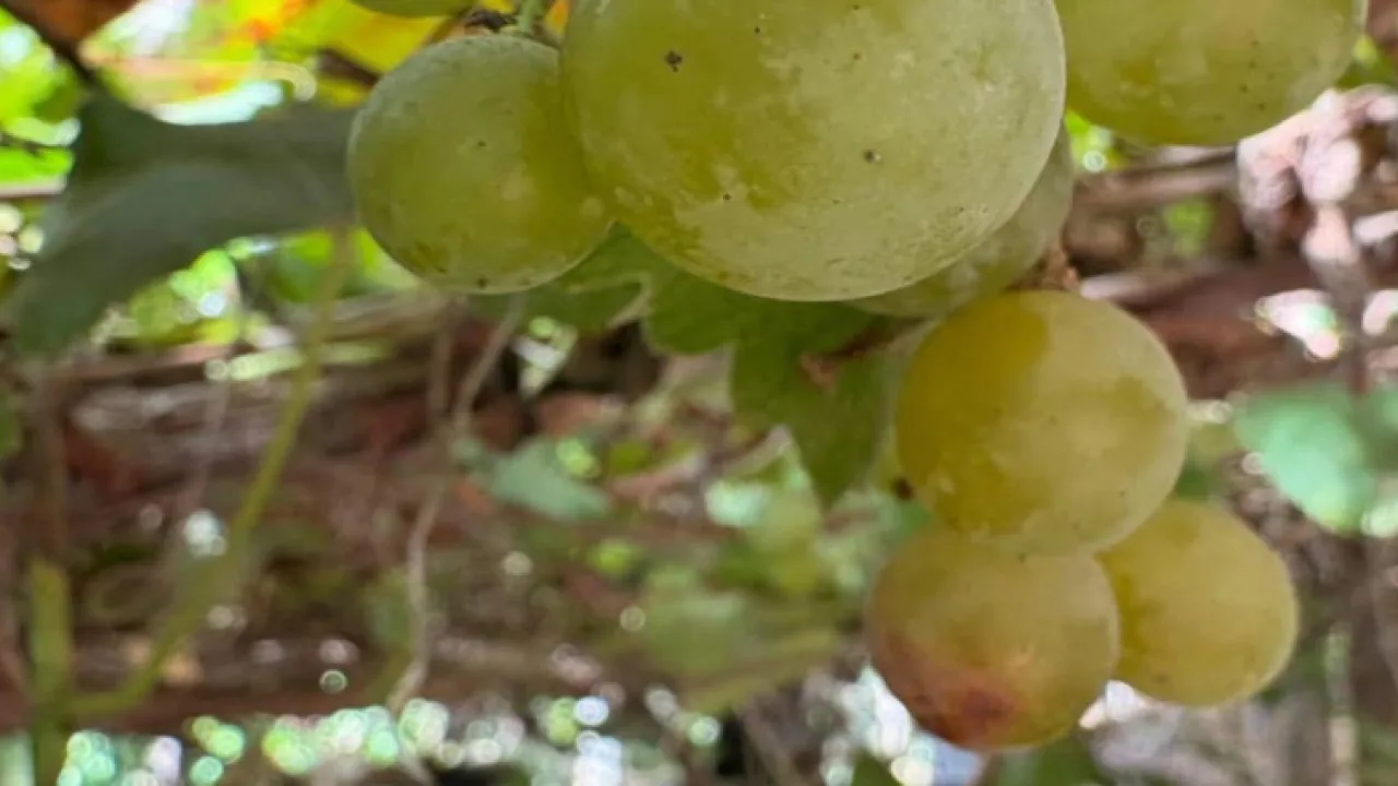De la huerta a la vid, el modelo de éxito que transforma el agro en Eldorado