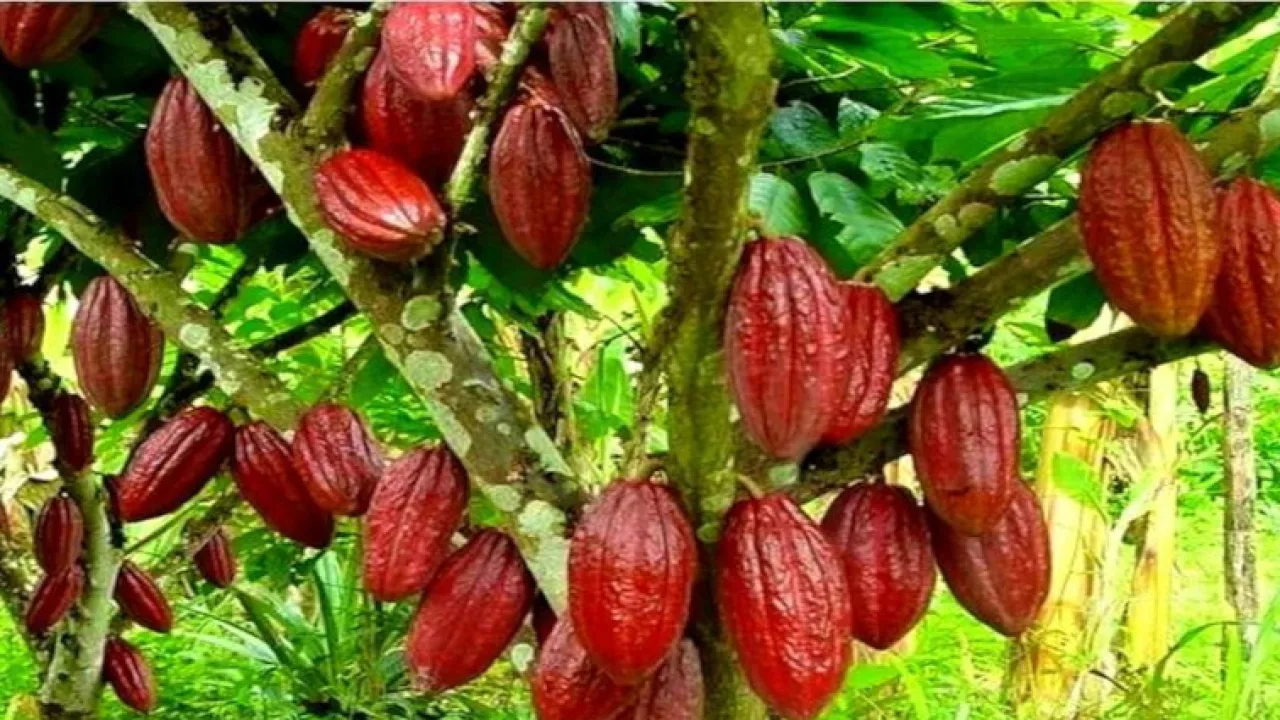 Misiones apuesta al cacao, el IMaC inicia pruebas para diversificar la chacra con cultivos tropicales