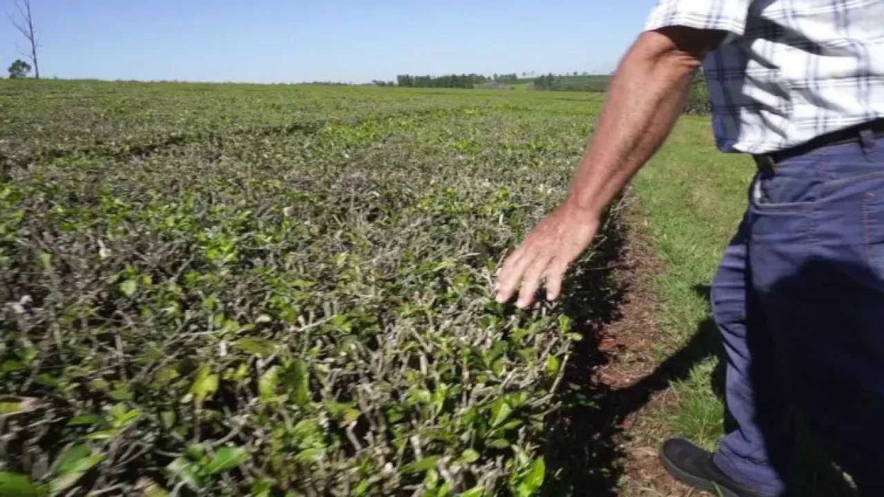 La crisis nacional empuja a productores misioneros a vender sus chacras y crece el interés desde Europa