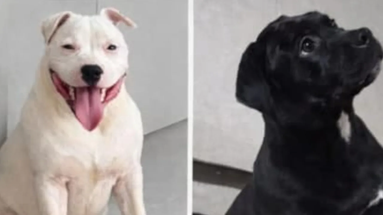 Urgente, buscan a dos perritos extraviados en Villa Barreiro y ofrecen recompensa