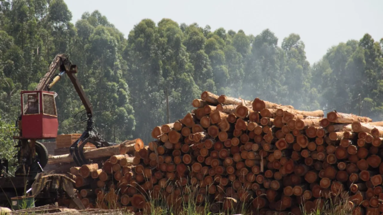 El grito del monte, las Pymes forestales de Misiones, entre la parálisis y el olvido centralista