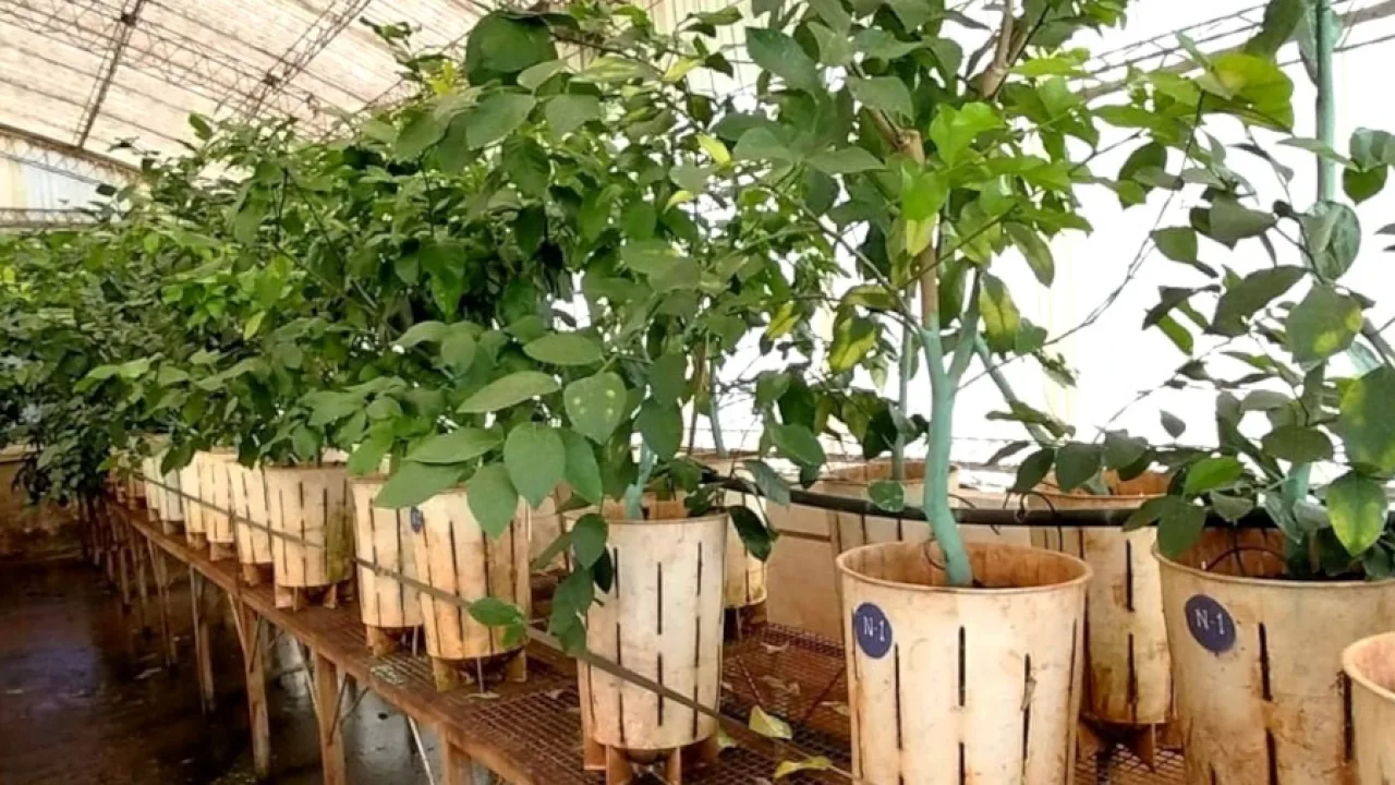 El banco yemero del INTA Montecarlo fortalece la producción de cítricos sanos y de calidad en Misiones