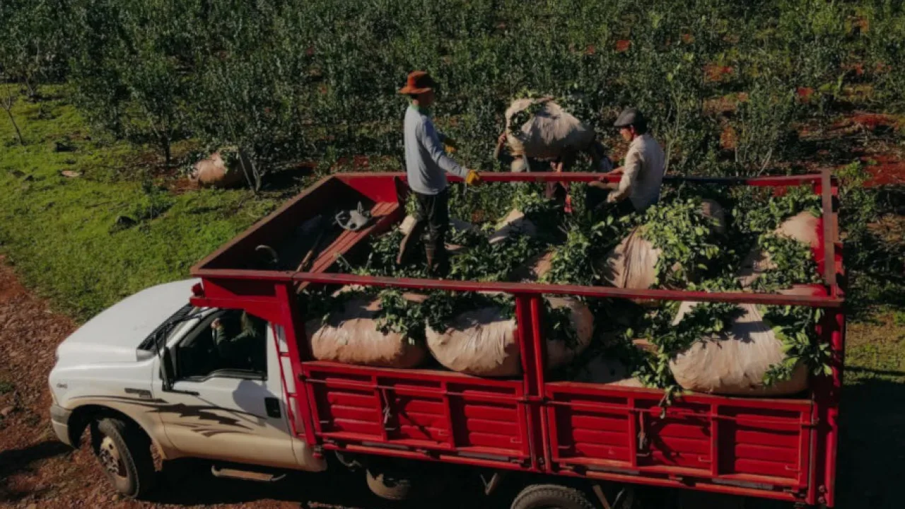 Impulso al sector yerbatero, ya se operan los primeros cheques a tasa cero en Misiones
