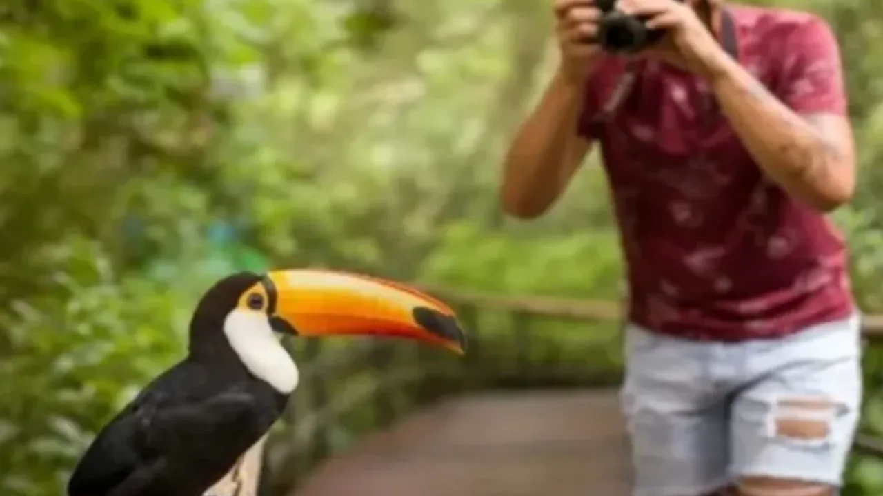 Oberá se posiciona para participar y brindar escenario al evento mundial de avistaje de aves