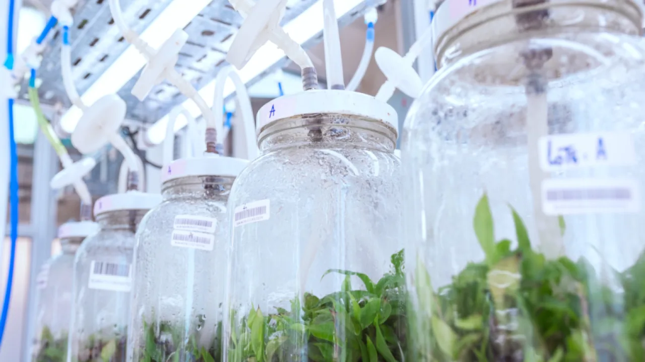 La Biofábrica lanza un curso internacional sobre multiplicación de plantas a gran escala