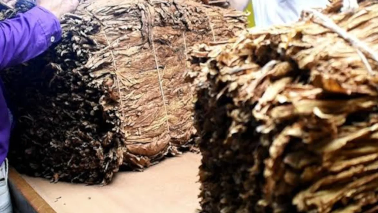 Más de 12.000 productores y productoras tabacaleras recibirán un nuevo pago del FET