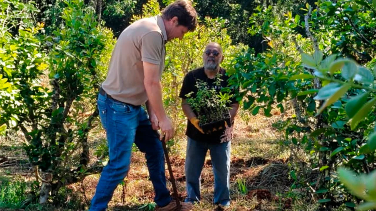 Plantan árboles para mejorar los yerbales y fortalecer la producción sustentable en Misiones